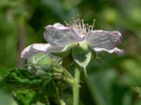 Rubus eluxatus Lassagård, Ugglarp, Falkenberg, Halland, Sweden 20190606_0064