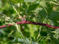 Rubus eluxatus Lassagård, Ugglarp, Falkenberg, Halland, Sweden 20190606_0068