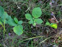 Rubus fabrimontanus var. tuberculatiformis Revinge, Lund, Skåne, Sweden 20180914_0031