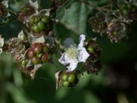 Rubus fasciculatus Falsterbo fyr, Falsterbohalvön, Vellinge, Skåne, Sweden 20160721_0056