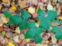 Rubus flaccidifolius Kohagen, Billesholm, Bjuv, Skåne, Sweden 20181030_0026
