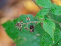 Rubus flaccidifolius Kohagen, Billesholm, Bjuv, Skåne, Sweden 20181030_0027