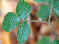 Rubus flaccidifolius Kohagen, Billesholm, Bjuv, Skåne, Sweden 20181030_0032
