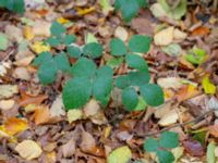 Rubus flaccidifolius Kohagen, Billesholm, Bjuv, Skåne, Sweden 20181030_0035