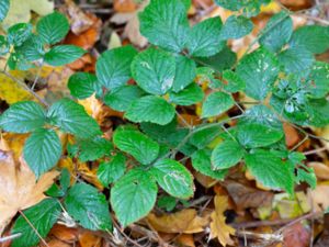 Rubus foliosus