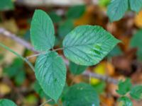 Rubus foliosus Kockenhus, Höganäs, Skåne, Sweden 20181030_0091