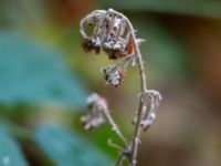 Rubus foliosus Kockenhus, Höganäs, Skåne, Sweden 20181030_0092