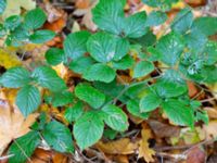 Rubus foliosus Kockenhus, Höganäs, Skåne, Sweden 20181030_0094