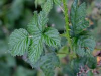 Rubus friesianus Kastellegården, Kungälv, Bohuslän, Sweden 20190717_0199