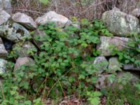 Rubus glauciformis Gislövs stjärna, Simrishamn, Skåne, Sweden 20190518_0050