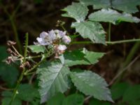 Rubus gothicus Eket, Toarp, Malmö, Skåne, Sweden 20230726_0288