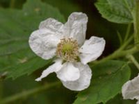 Rubus gothicus Hallands Väderö, Båstad, Skåne, Sweden 20200627_0112