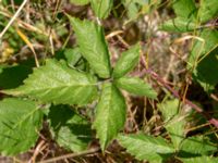 Rubus gothicus Hed N Smergelgatan, Höganäs, Skåne, Sweden 20180702_0132