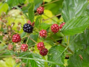 Rubus grabowskii - Spirbjörnbär