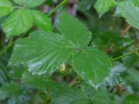 Rubus grabowskii Bäckhalladalen, Simrishamn, Skåne, Sweden 20170730_0090