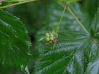 Rubus grabowskii Bäckhalladalen, Simrishamn, Skåne, Sweden 20170730_0092