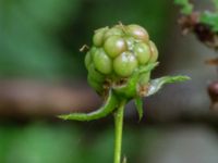 Rubus grabowskii Bäckhalladalen, Simrishamn, Skåne, Sweden 20170730_0099