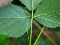 Rubus grabowskii Bäckhalladalen, Simrishamn, Skåne, Sweden 20170730_0101