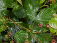 Rubus grabowskii Bäckhalladalen, Simrishamn, Skåne, Sweden 20170730_0104