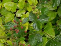 Rubus grabowskii Bäckhalladalen, Simrishamn, Skåne, Sweden 20170730_0107