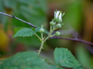 Rubus hallandicus - Hallandsbjörnbär