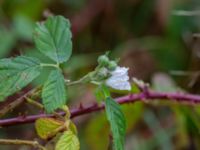 Rubus hallandicus Risekatslösa, Bjuv, Skåne, Sweden 20181030_0013