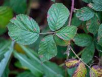 Rubus hallandicus Risekatslösa, Bjuv, Skåne, Sweden 20181030_0018
