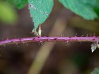 Rubus hallandicus Risekatslösa, Bjuv, Skåne, Sweden 20181030_0021