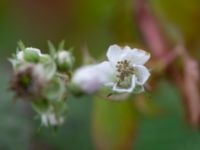 Rubus hallandicus Risekatslösa, Bjuv, Skåne, Sweden 20181030_0022