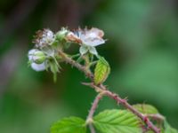 Rubus hallandicus Risekatslösa, Bjuv, Skåne, Sweden 20181030_0023