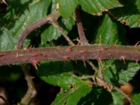 Rubus hartmanii Södervidinge, Kävlinge, Skåne, Sweden 20190811_0006