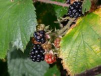 Rubus hartmanii Södervidinge, Kävlinge, Skåne, Sweden 20190811_0007