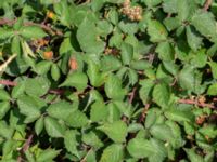Rubus hartmanii Södervidinge, Kävlinge, Skåne, Sweden 20190811_0009