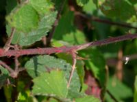 Rubus hartmanii Södervidinge, Kävlinge, Skåne, Sweden 20190811_0011