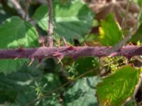 Rubus hartmanii Södervidinge, Kävlinge, Skåne, Sweden 20190811_0035