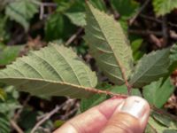 Rubus hartmanii Södervidinge, Kävlinge, Skåne, Sweden 20190811_0036