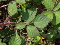 Rubus hartmanii Södervidinge, Kävlinge, Skåne, Sweden 20190811_0038