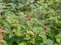 Rubus idaeus Järavallen, Kävlinge, Skåne, Sweden 20160709_0010
