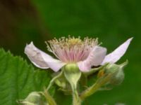 Rubus insularis Hallands Väderö, Båstad, Skåne, Sweden 20200627_0127