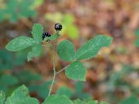 Rubus insularis Josefinelust, Kullaberg, Höganäs, Skåne, Sweden 20161008_0074