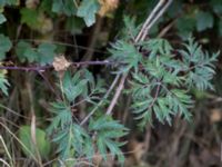 Rubus laciniatus Falsterbo fyr, Falsterbo, Falsterbonäset, Vellinge, Skåne, Sweden 20151024_0069