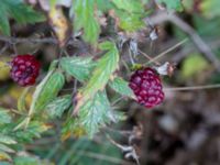 Rubus laciniatus Falsterbo fyr, Falsterbo, Falsterbonäset, Vellinge, Skåne, Sweden 20151024_0075