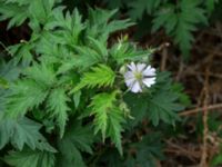 Rubus laciniatus Ljungskogen, Falsterbohalvön, Vellinge, Skåne, Sweden 20160617_0207