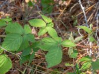 Rubus lidforssii Dröstorps alvar, Mörbylånga, Öland, Sweden 20180810_0042