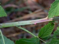 Rubus lidforssii Dröstorps alvar, Mörbylånga, Öland, Sweden 20180810_0044