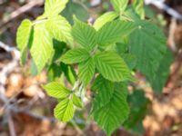 Rubus lidforssii Dröstorps alvar, Mörbylånga, Öland, Sweden 20180810_0048