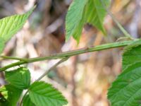 Rubus lidforssii Dröstorps alvar, Mörbylånga, Öland, Sweden 20180810_0049