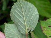 Rubus lindebergii Hallands Väderö, Båstad, Skåne, Sweden 20160807_0043