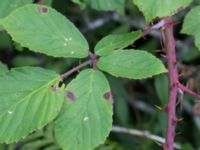 Rubus lindebergii Hallands Väderö, Båstad, Skåne, Sweden 20160807_0044