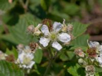 Rubus lindebergii Hallands Väderö, Båstad, Skåne, Sweden 20200627_0039